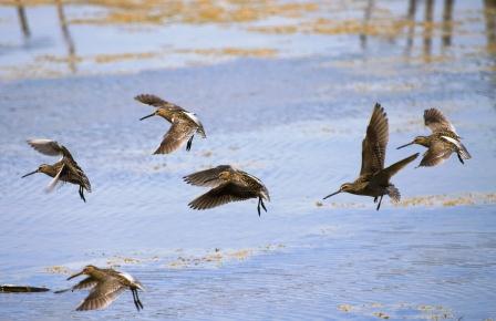 Beccaccini in volo